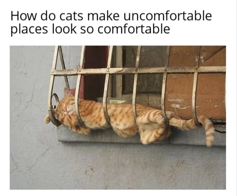Cat-astrophe Averted: 40 Cat Memes That Will Save Your Day 40 places look comfort