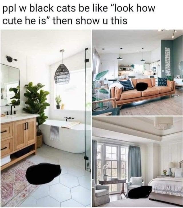 45 Black Cat Memes That Exorcise Bad Luck and Summon Endless Laughter 45 ppl w black cats be like