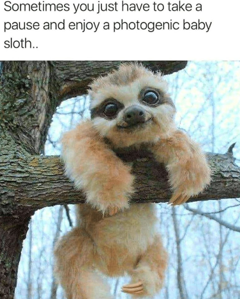 30 Sloth Memes to Help You Take It Slow on International Sloth Day 31 take a pause