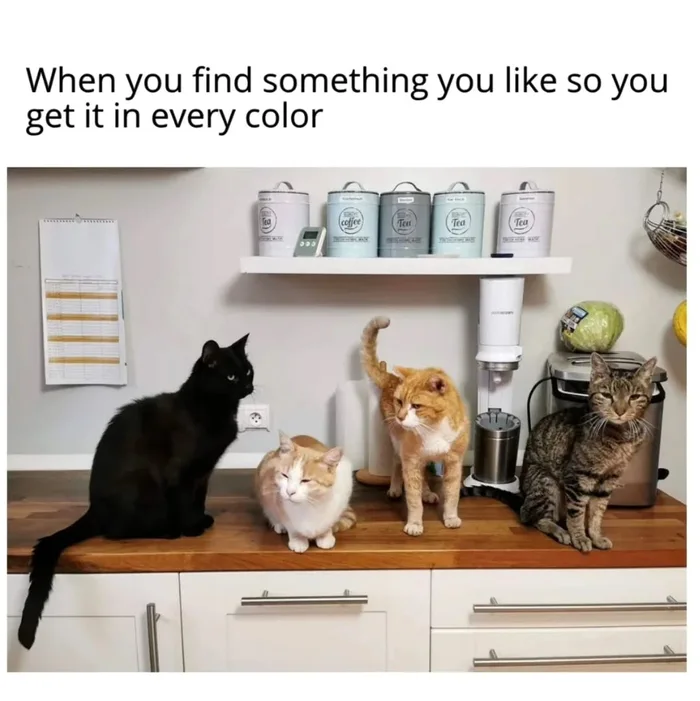 45 Black Cat Memes That Exorcise Bad Luck and Summon Endless Laughter 46 when you find something