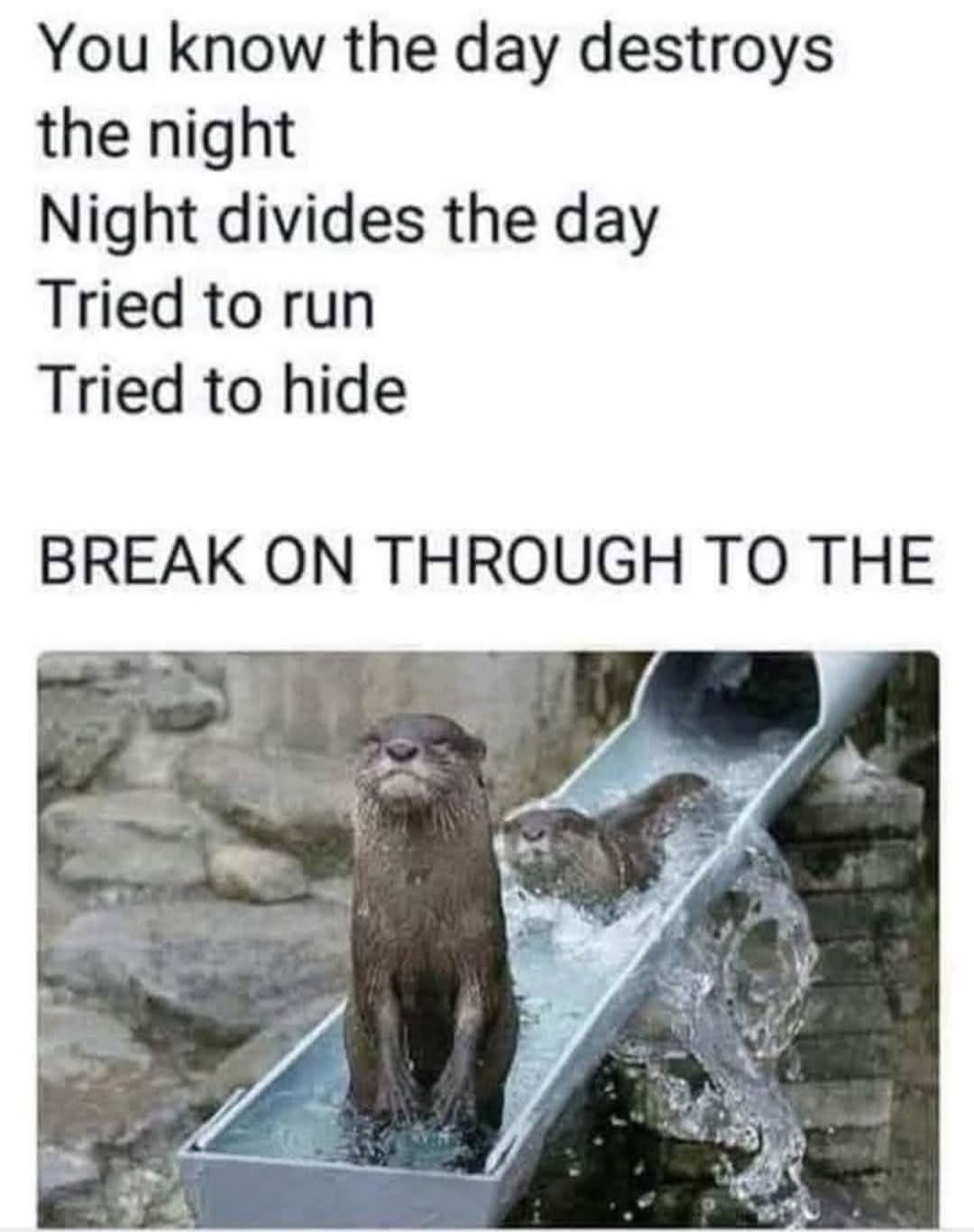 25 Animal Memes That Don’t Care About Your Rules or Feelings (And You’ll Love Them for It) 24 Day destroys the night