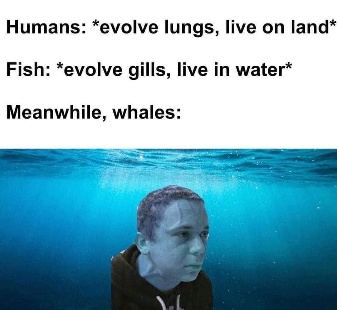Evolve lungs