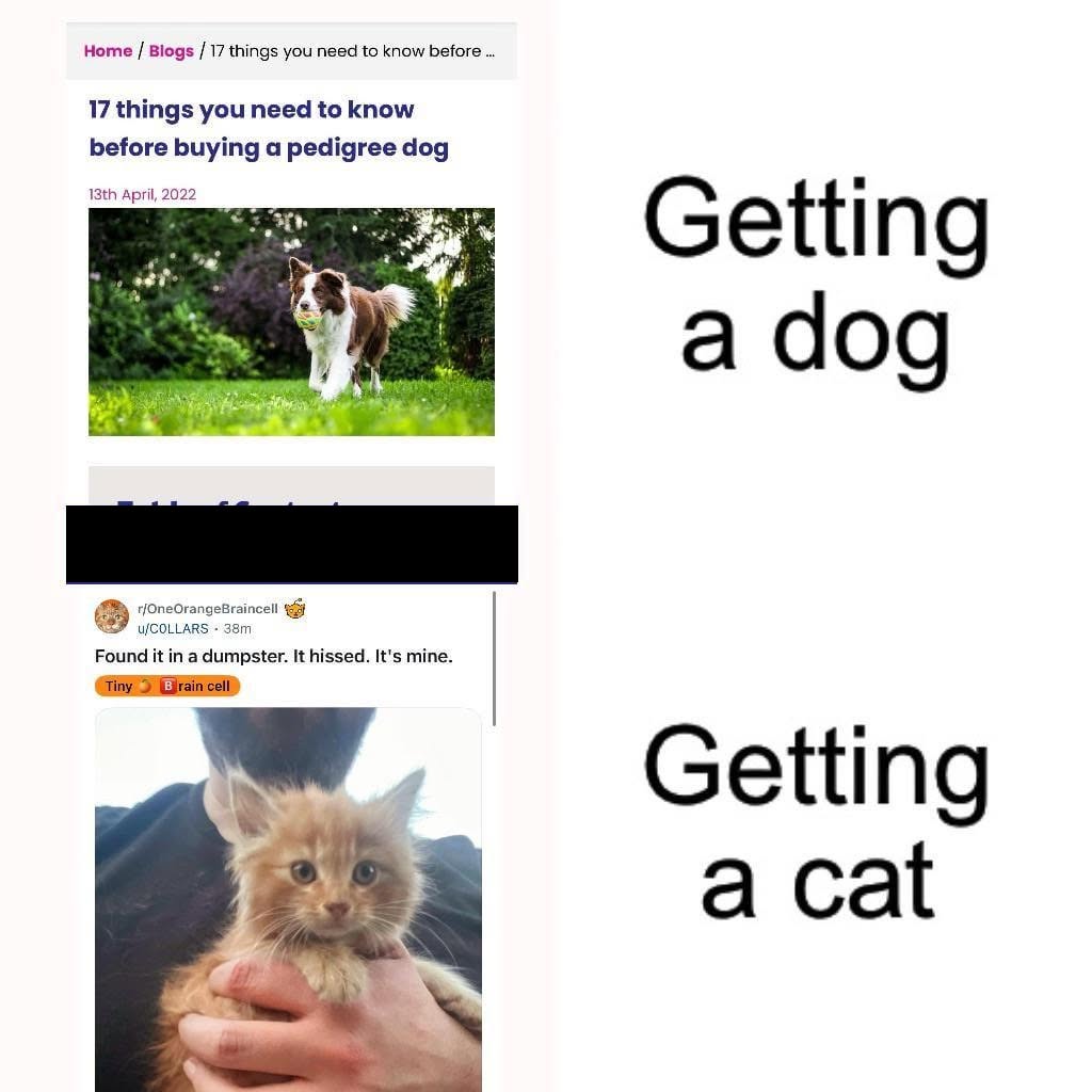 25 Dog vs Cat Memes That Will Make You Laugh & Pick a Side 26 Getting a dog vs getting a cat