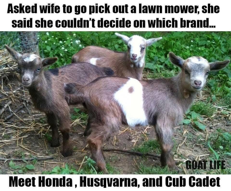 25 Animal Memes That Don’t Care About Your Rules or Feelings (And You’ll Love Them for It) 25 Go pick out a lawn mover