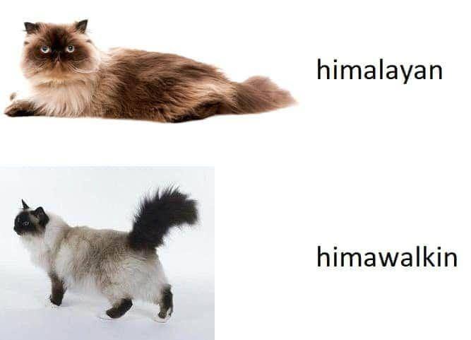44 Puns That Are Even Fun-er Than A Good Burrito 43 Himalayan vs himawalkin