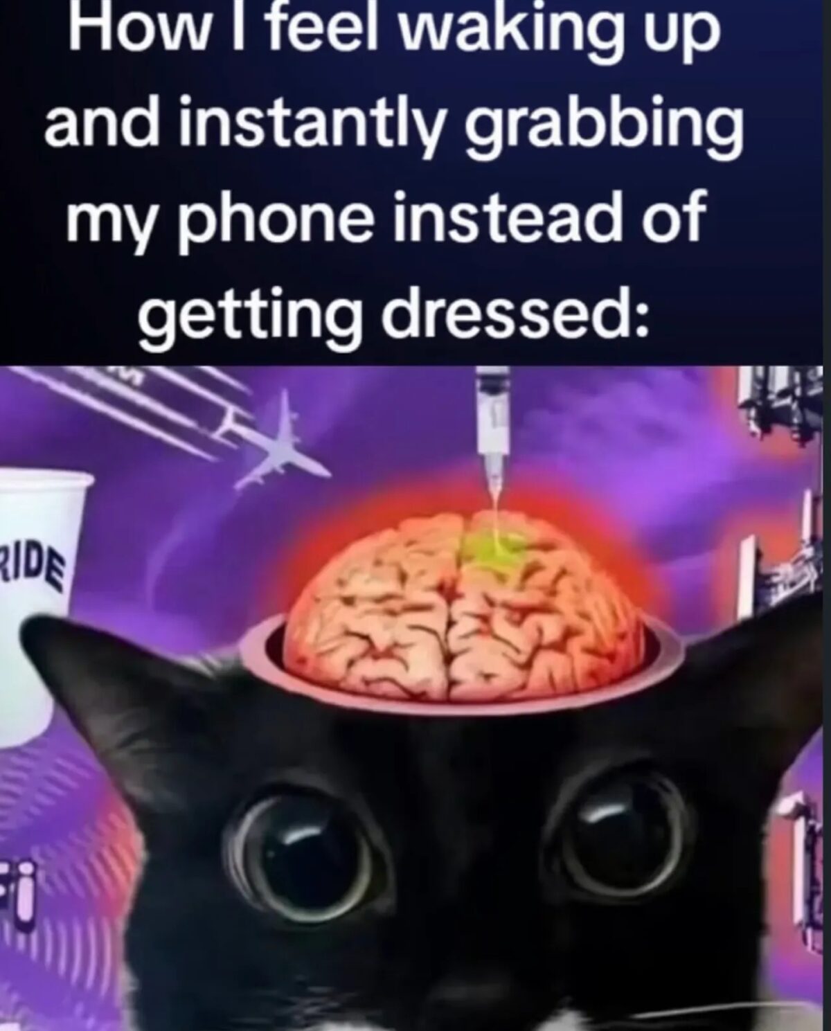 40 Cat Humor Memes: A Prescription for Instant Smiles 38 How I feel