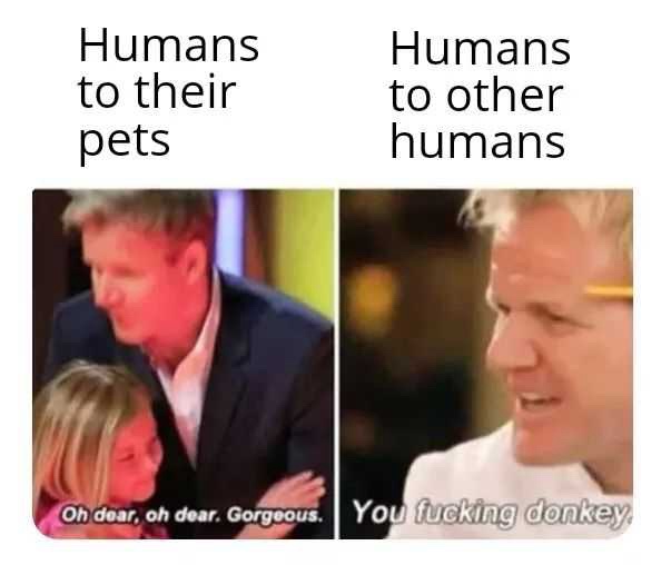 Humans to their pets