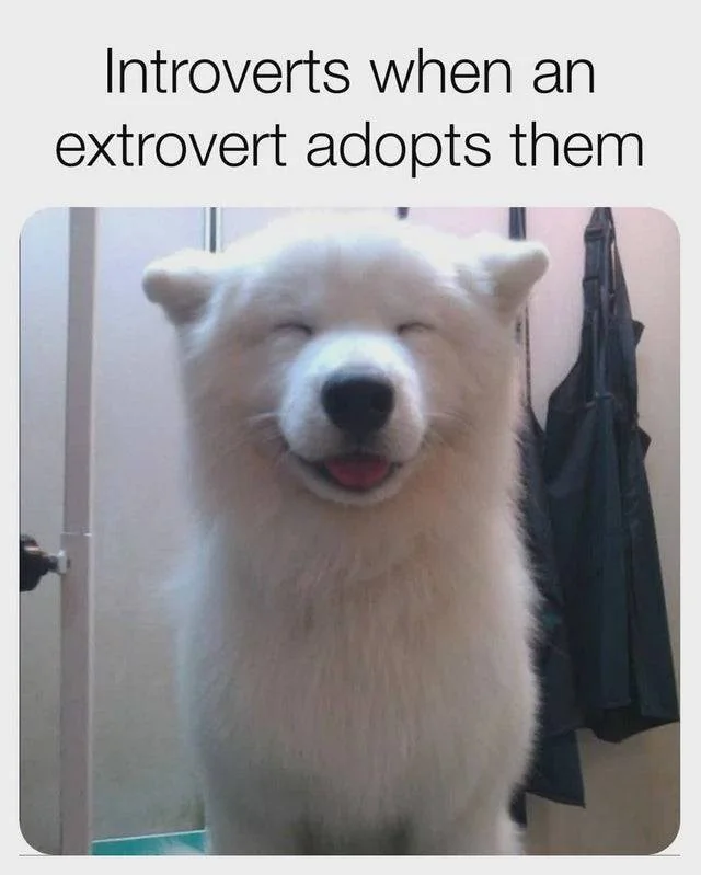 30 Memes That Show What Happens When An Extrovert Meets An Introvert 29 Introverts when an etrovert adopts them