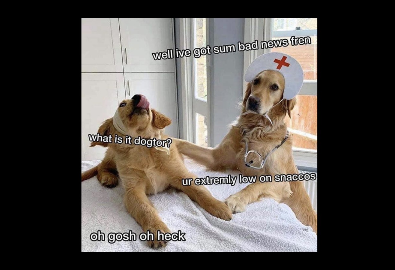 Lovable Dog Memes That Feel Like a Warm Hug in Meme Form - FG.jpeg