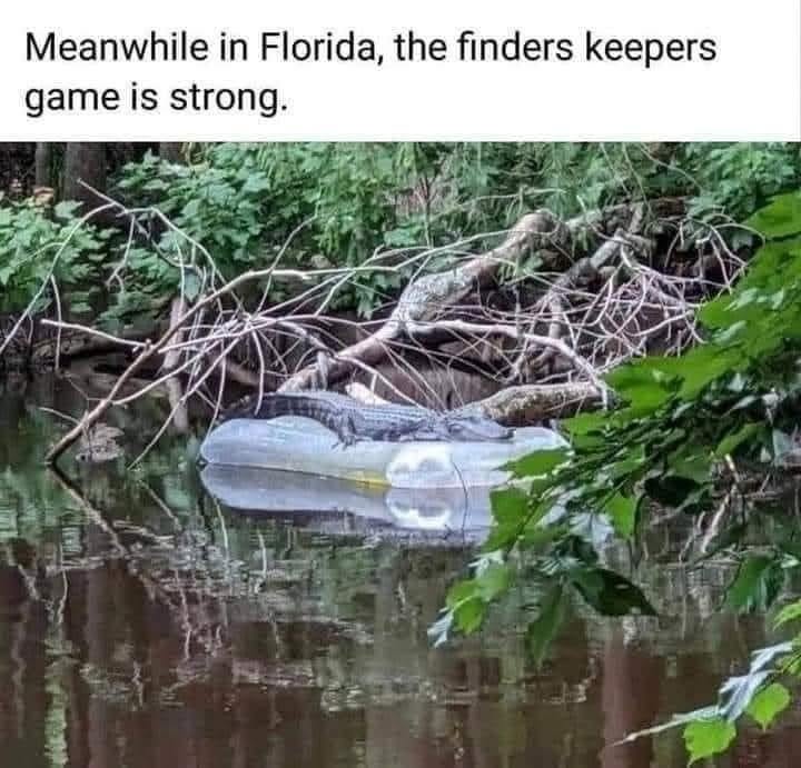 25 Animal Memes That Don’t Care About Your Rules or Feelings (And You’ll Love Them for It) 26 Meanwhile in florida
