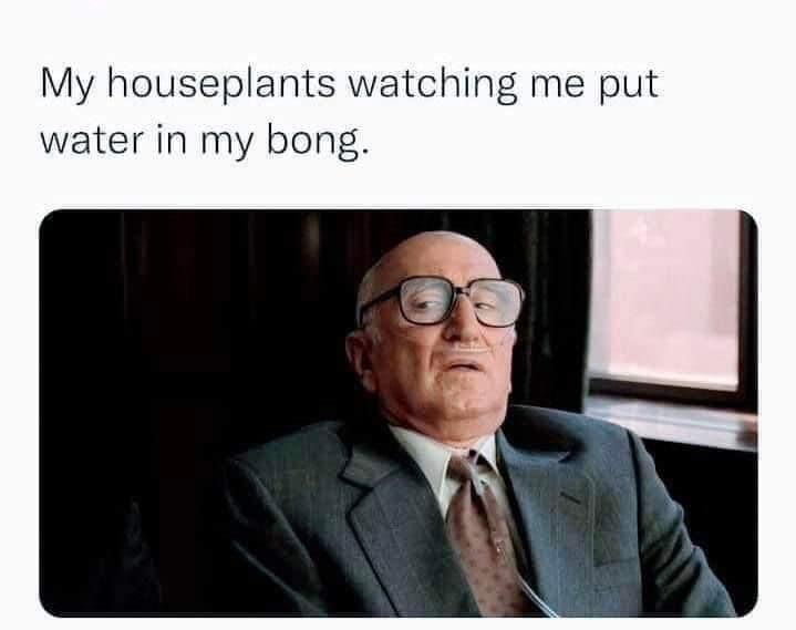 My house plants watching me