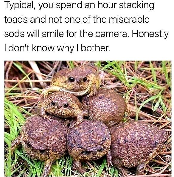 Spend an hour stacking toads