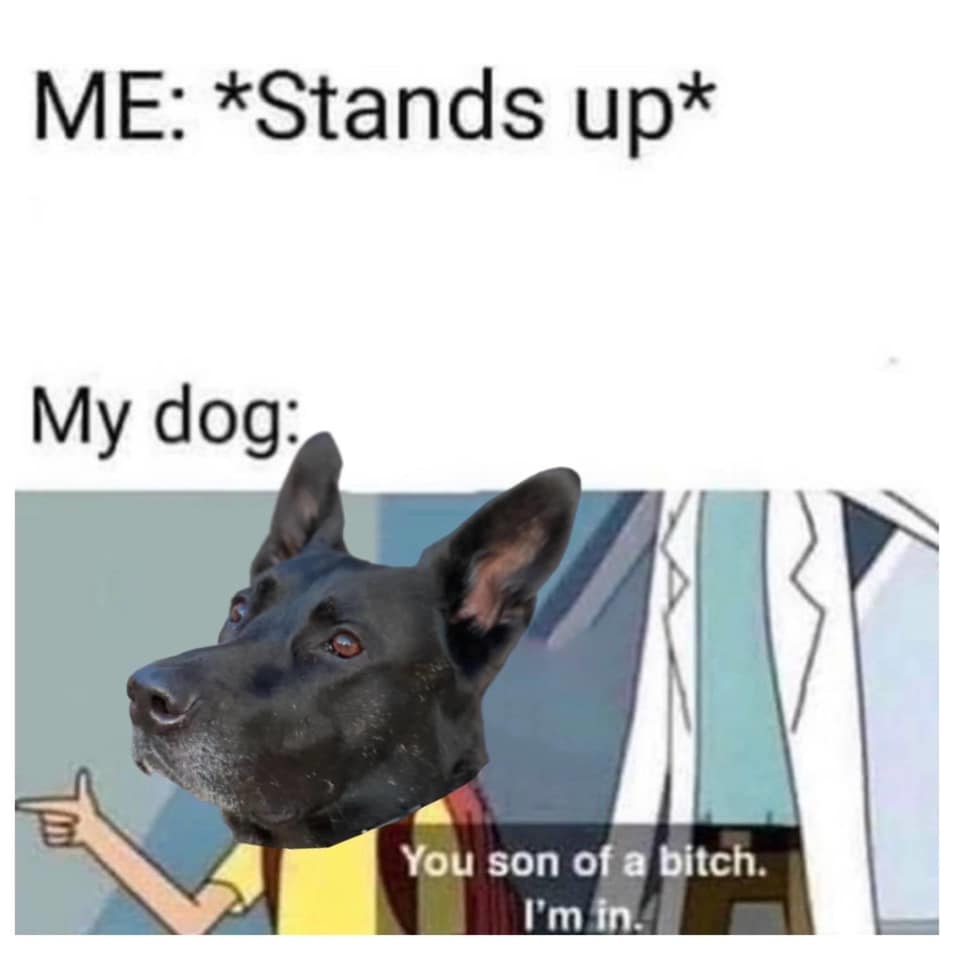 Stands up