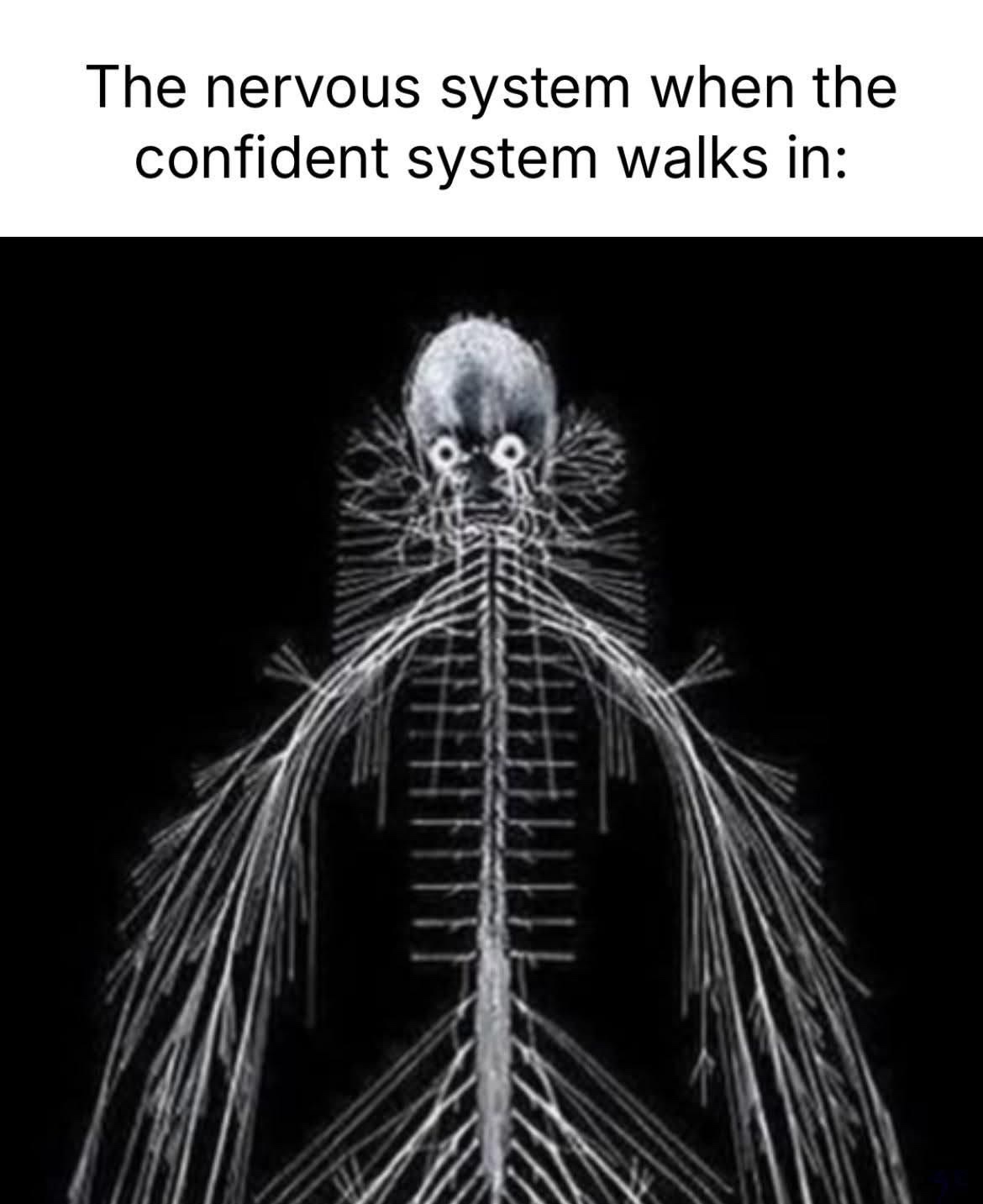 The nervous system