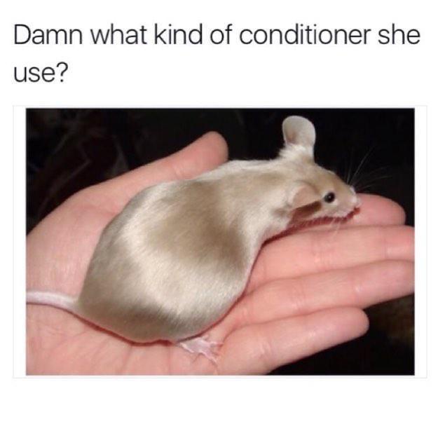 What kind of conditioner