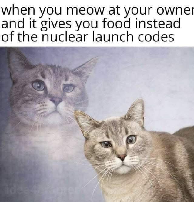 When you meow