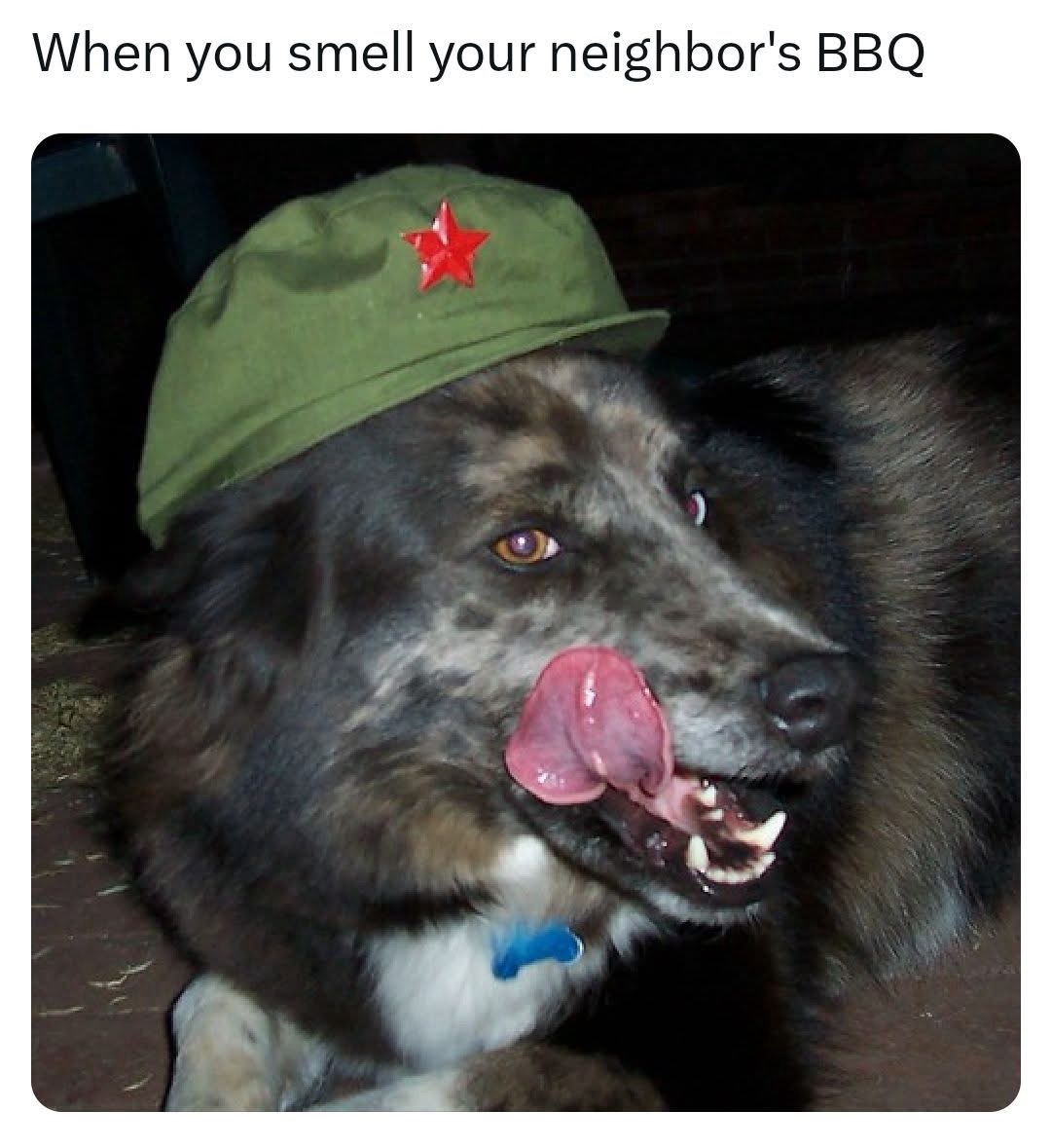 45 Dog Memes That Will Make You Laugh And Reduce Stress 46 When you smell