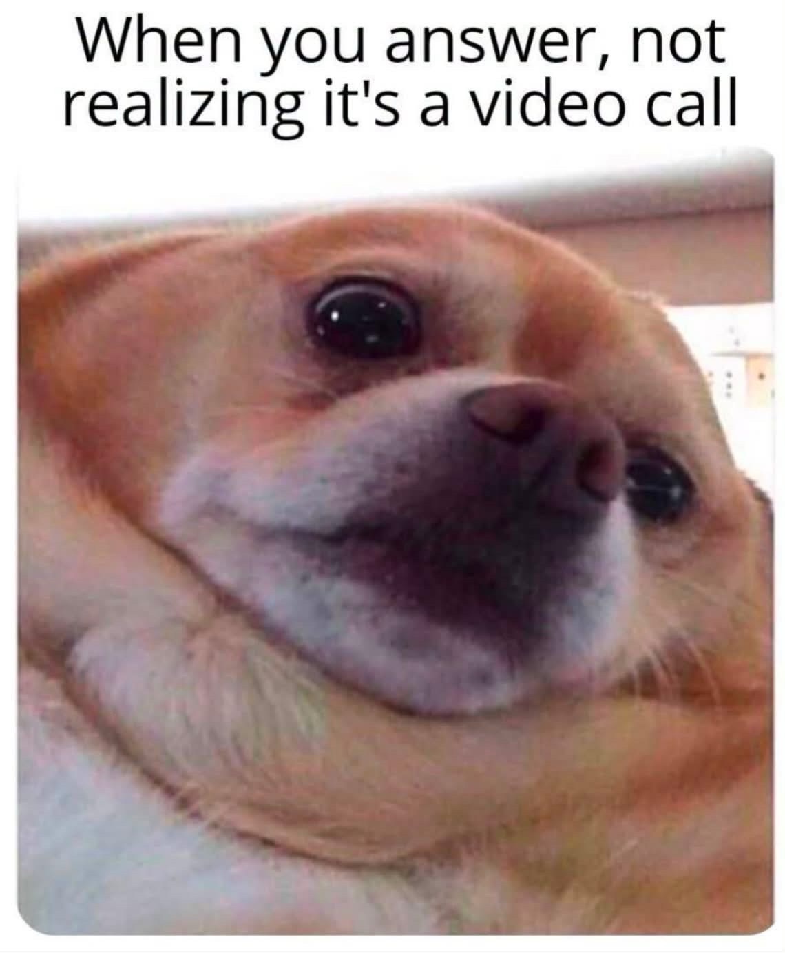 45 Dog Memes That Will Make You Laugh And Reduce Stress 47 When ypou answer
