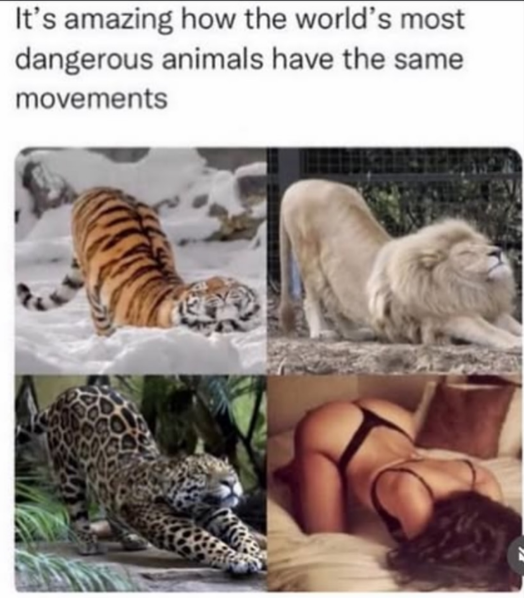 Worlds most dangerous animal