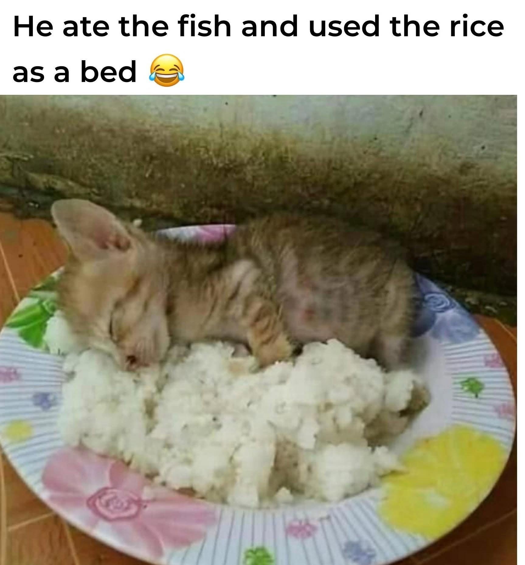 25 Animal Memes That Don’t Care About Your Rules or Feelings (And You’ll Love Them for It) 23 ate fish