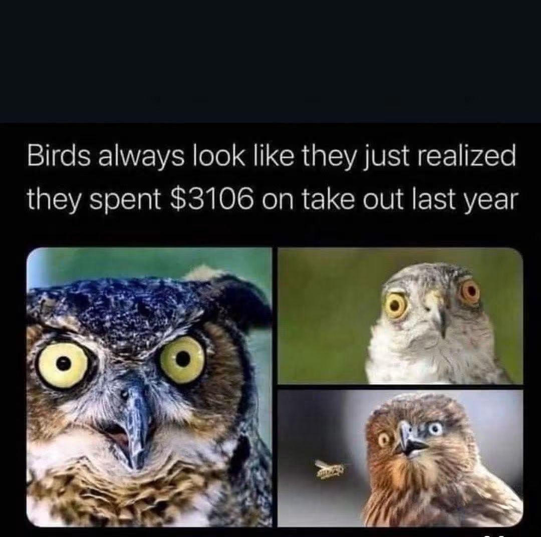 30 Memes Where Logic Checked Out and Laughter Checked In 26 birds always look like