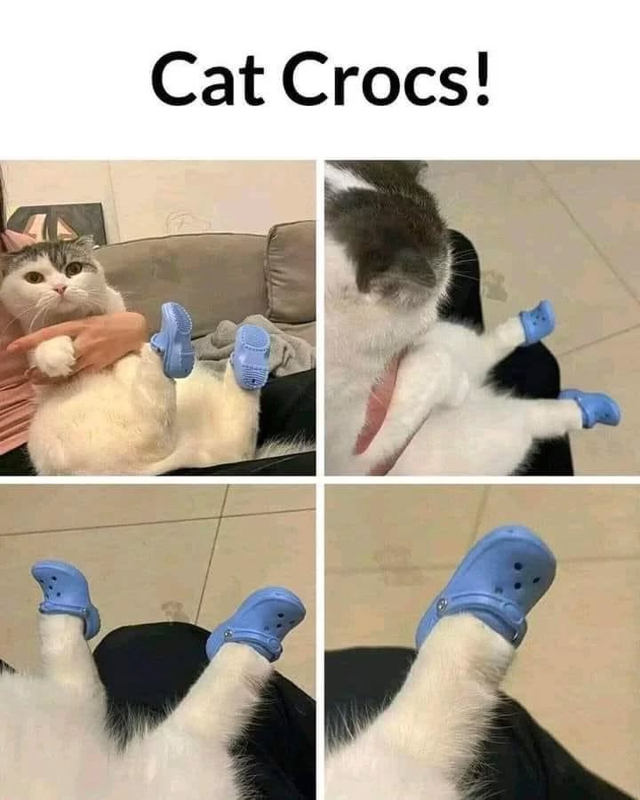 cat crocs