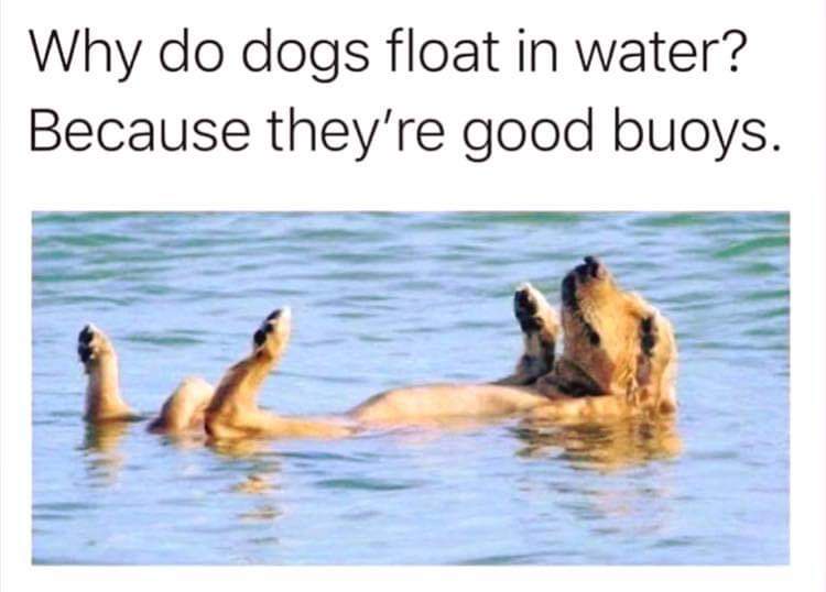 45 Dog Memes That Will Make You Laugh And Reduce Stress 43 dogs float on water