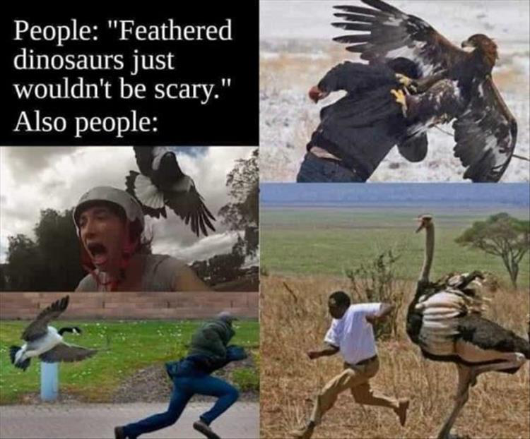 25 Random Memes Straight Outta Nowhere 26 feathered dinosaur