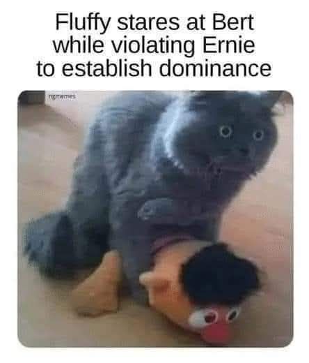 fluffy stares at bert