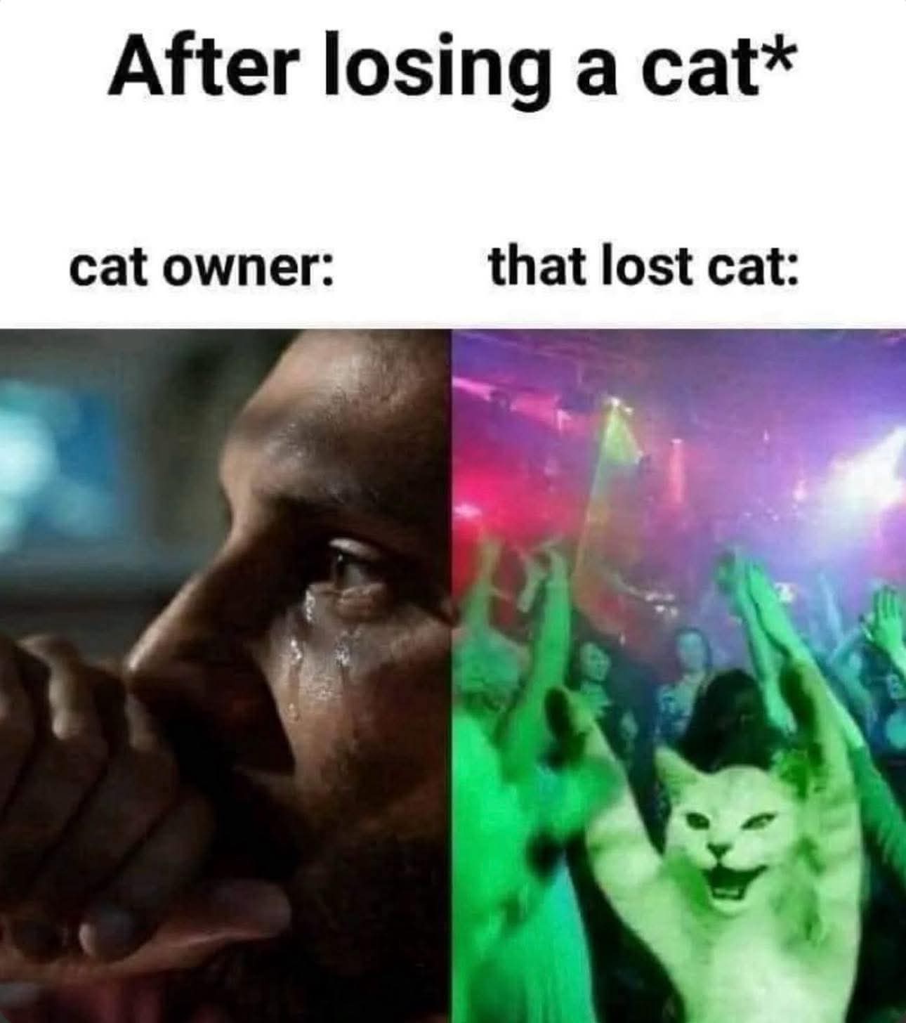 20 Memes Your Brain Will Try to Return but No Refunds Allowed 8 fter losing cat