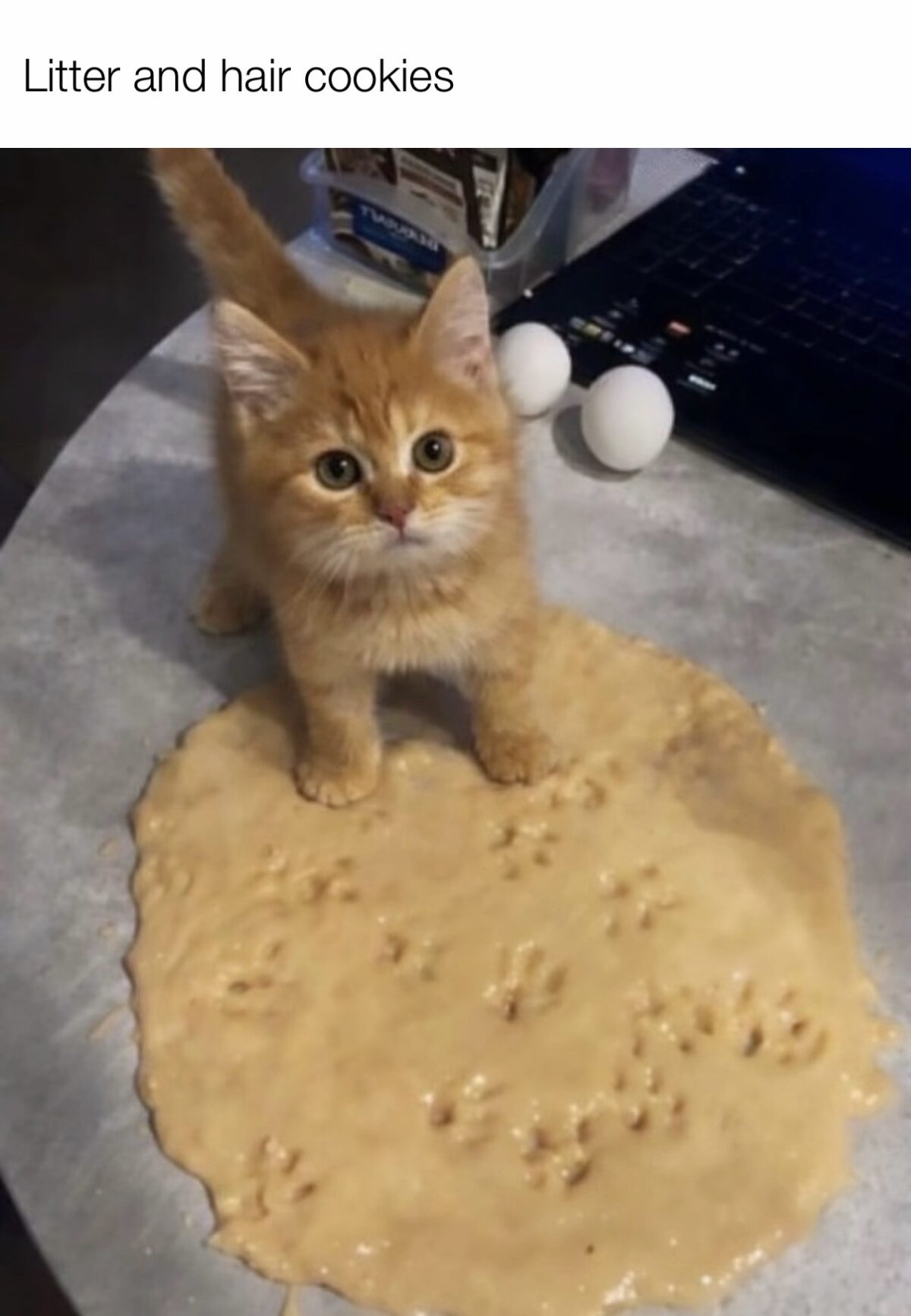 40 Cat Humor Memes: A Prescription for Instant Smiles 39 litter and hair cookies