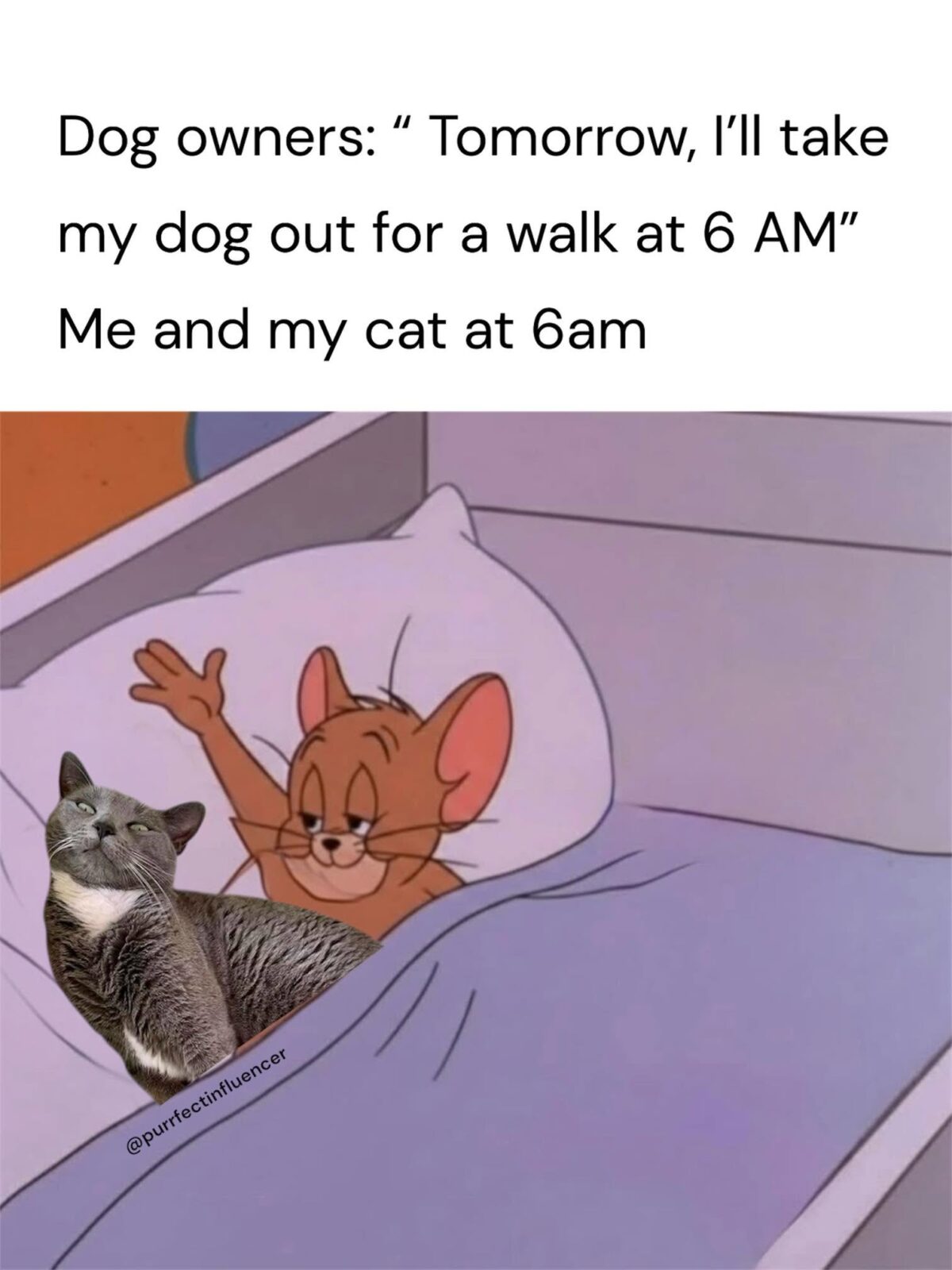 25 Dog vs Cat Memes That Will Make You Laugh & Pick a Side 27 Getting a dog vs getting a cat