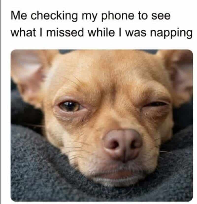 45 Dog Memes That Will Make You Laugh And Reduce Stress 44 me checking my phone
