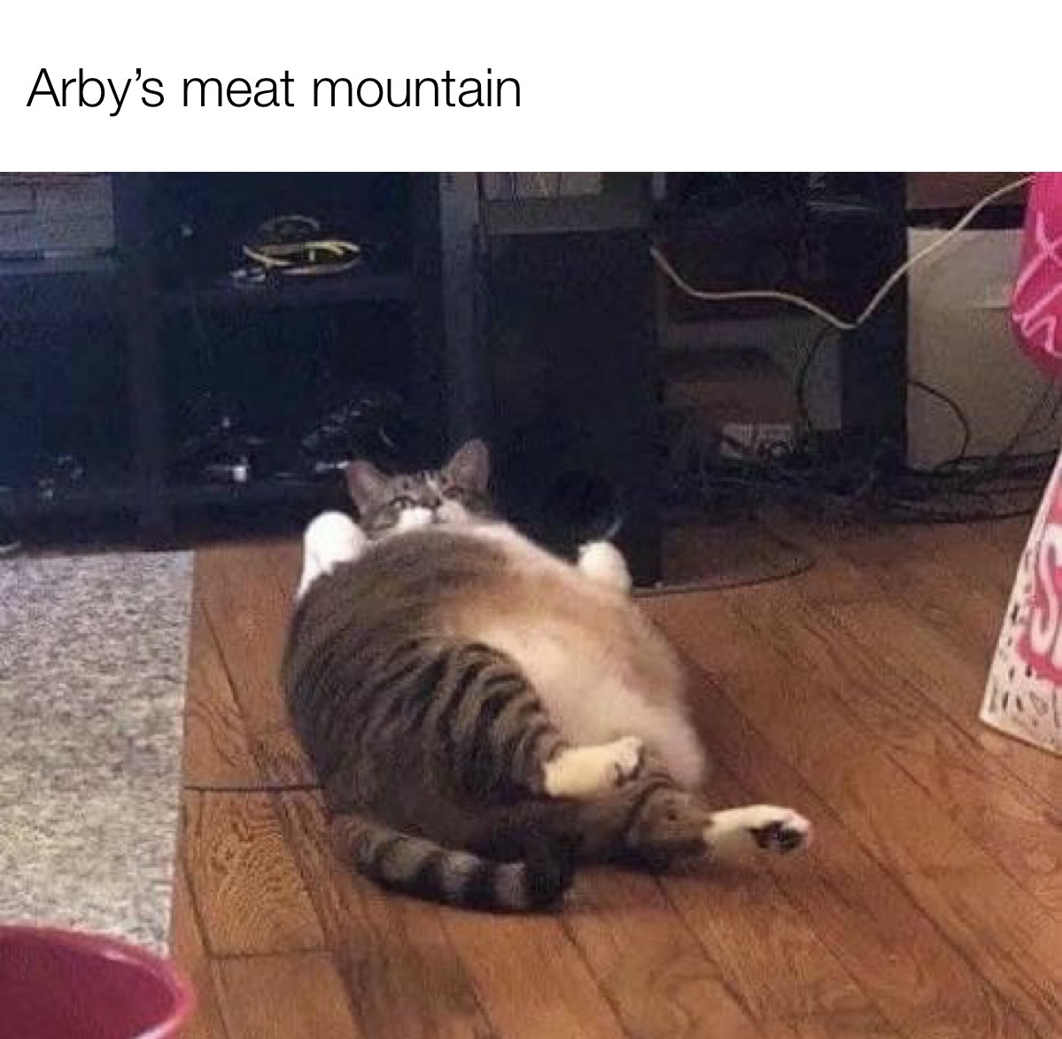 40 Cat Humor Memes: A Prescription for Instant Smiles 40 meat mountain