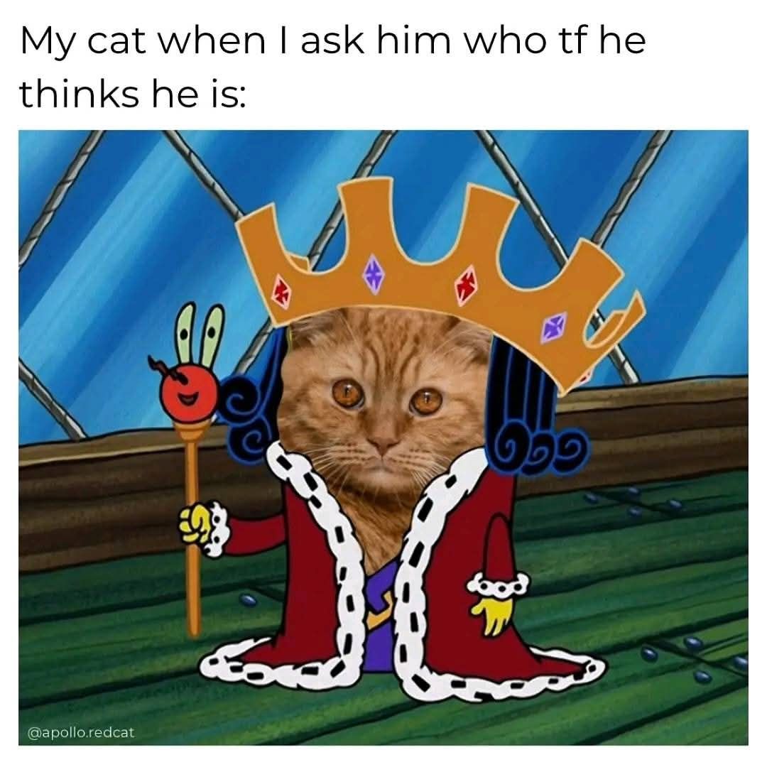my cat when I ask him
