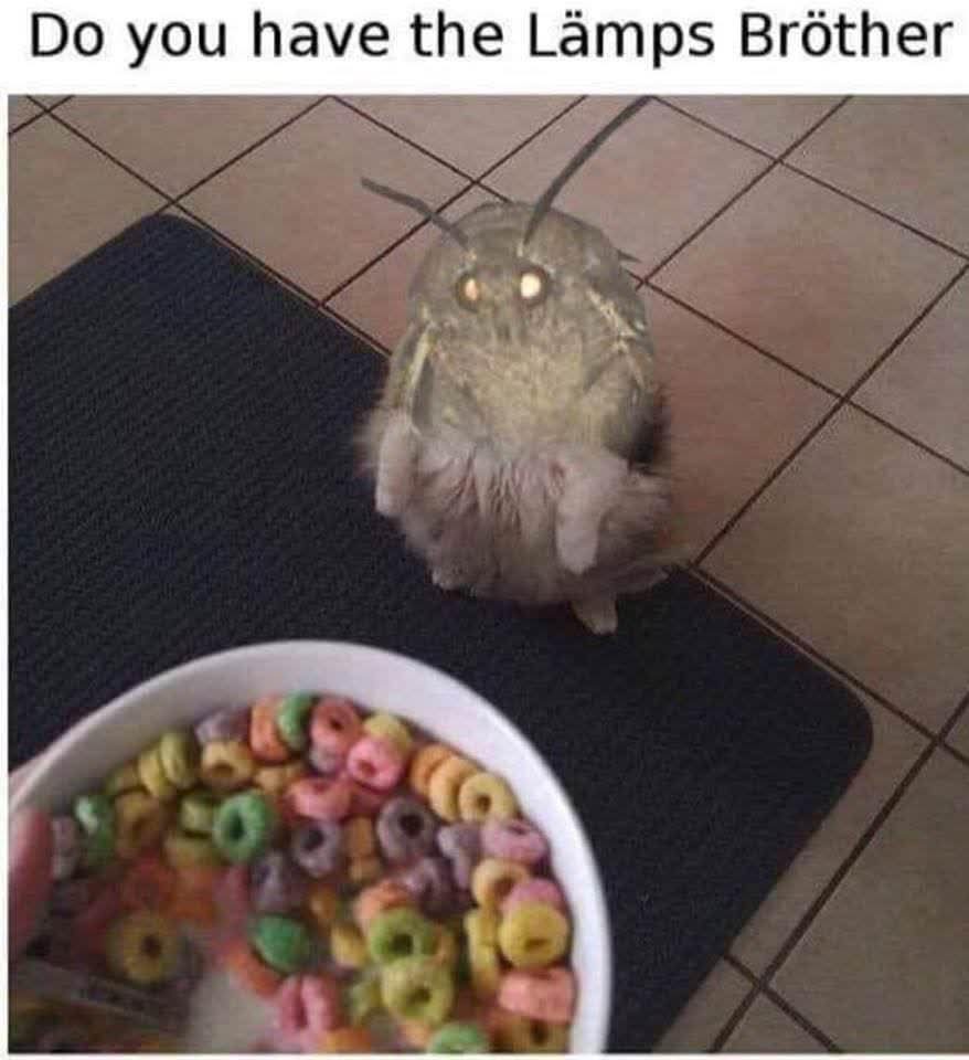o you have lamps