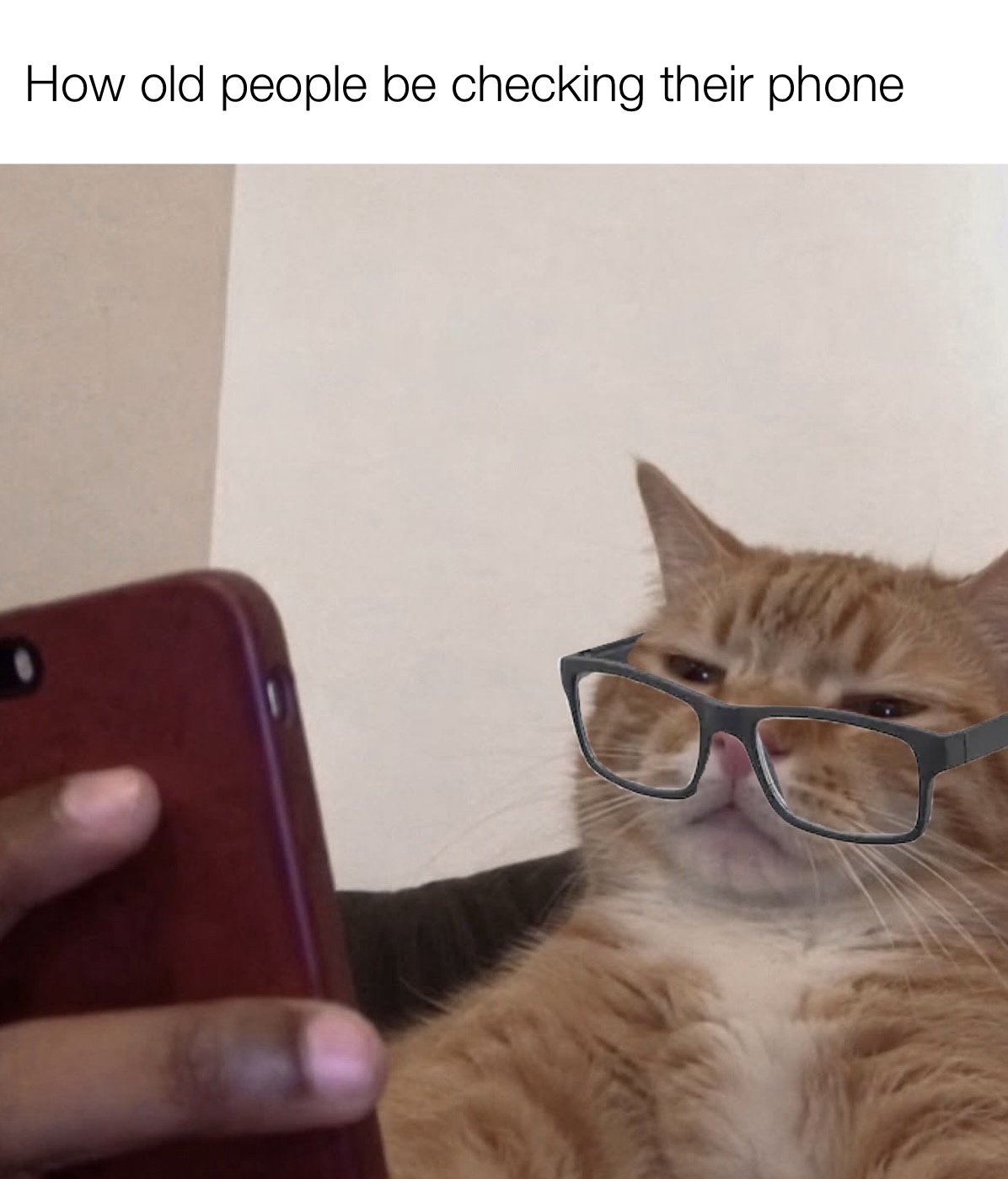 40 Cat Humor Memes: A Prescription for Instant Smiles 41 old people be checking