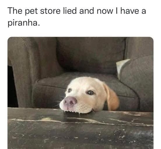 pet store lied