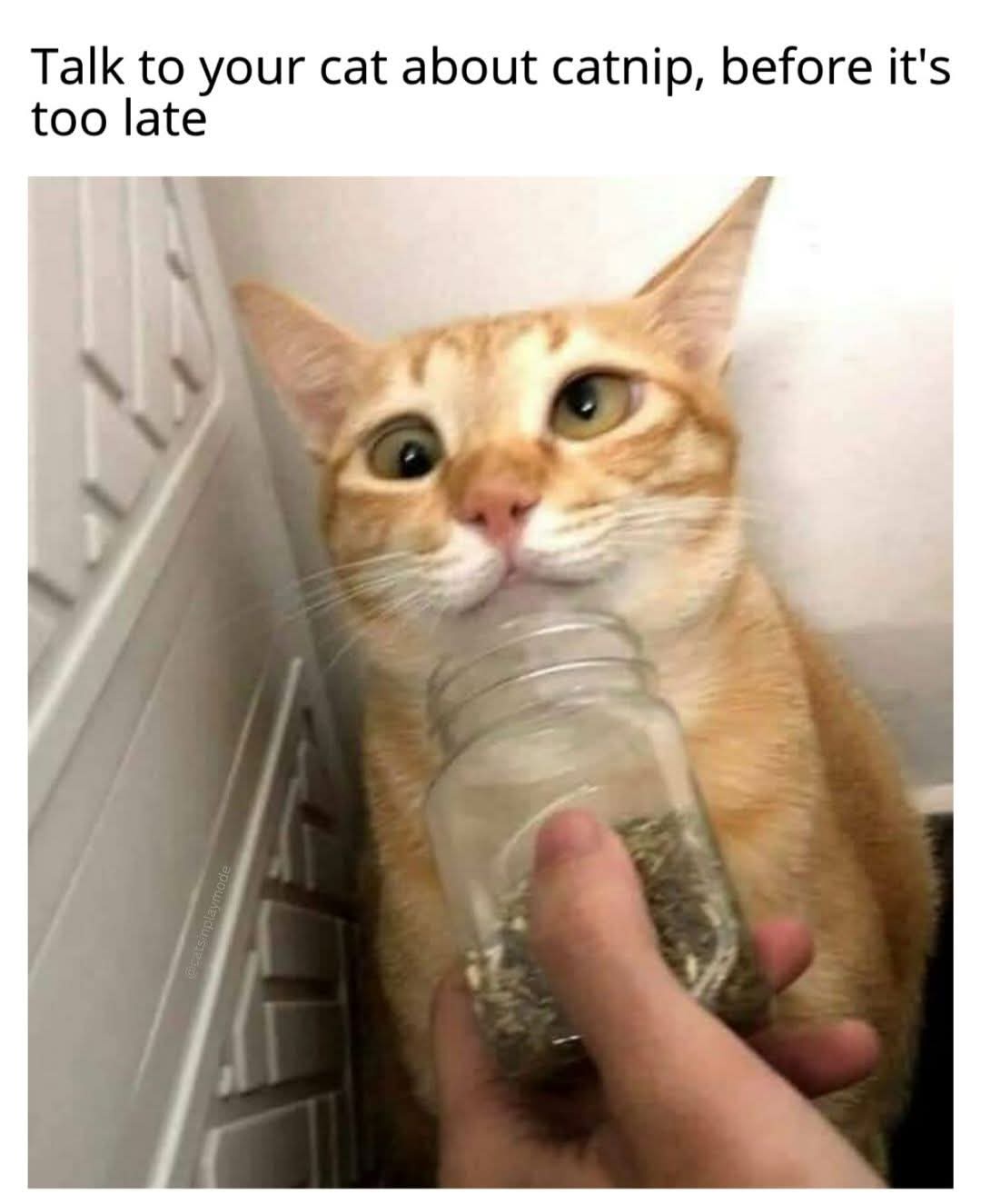 25 Memes Your Brain Will Try to Return but No Refunds Allowed 25 talk to our cat