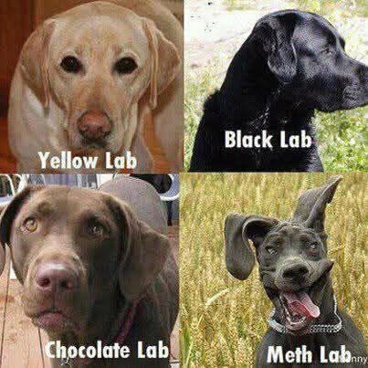 44 Puns That Are Even Fun-er Than A Good Burrito 46 yellow lab