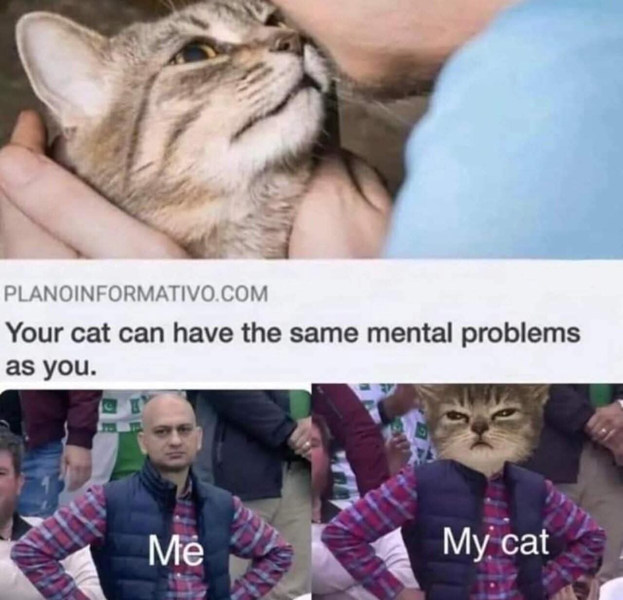 20 Memes That’ll Make You Exhale Through Your Nose Aggressively 3 Cat vs me