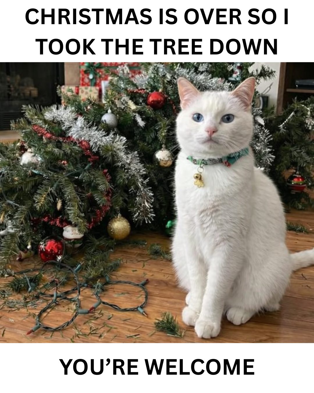 20 Funny Pet Memes That Start Cute and End in Absolute Chaos 4 Christmas is over