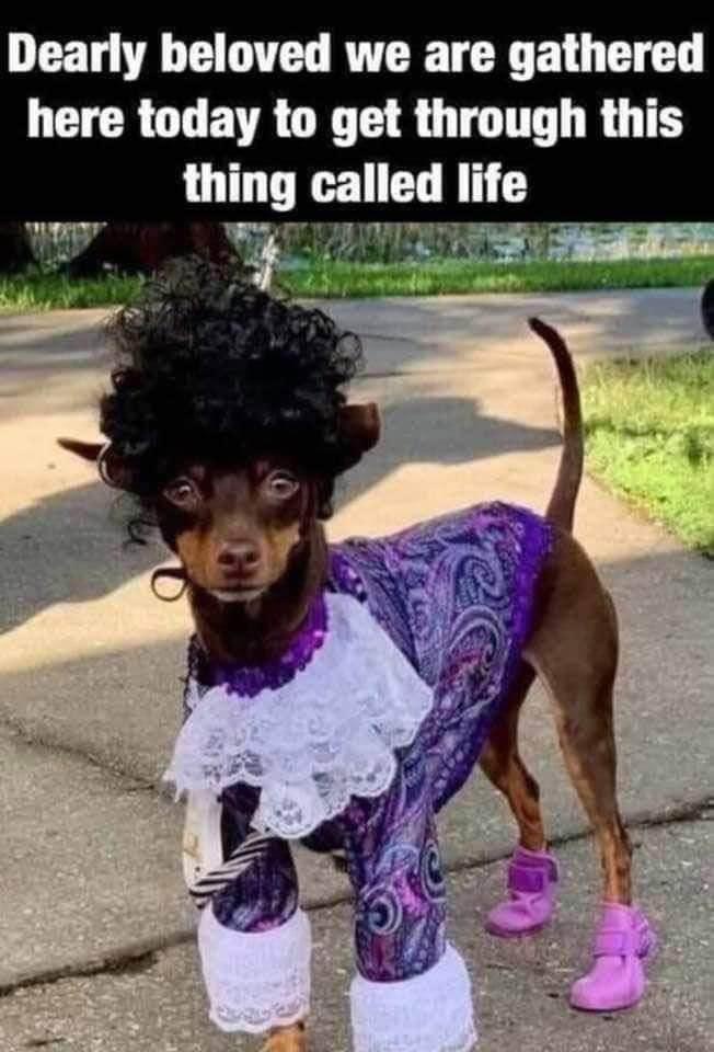 20 Memes That Have Nothing to Do with Politics, and Everything to Do with Laughter 3 Dearly beloved