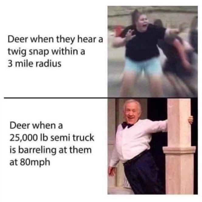Deer when they hear a twig snap