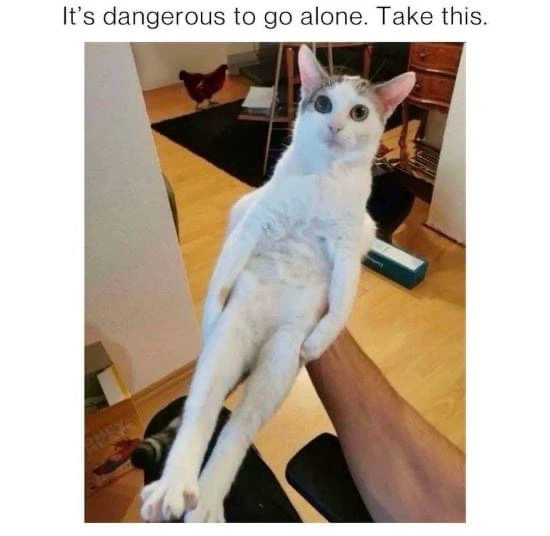40 Adorable Cat Memes: A Collection Of Purrfect Feline Humor 38 Dont go alone