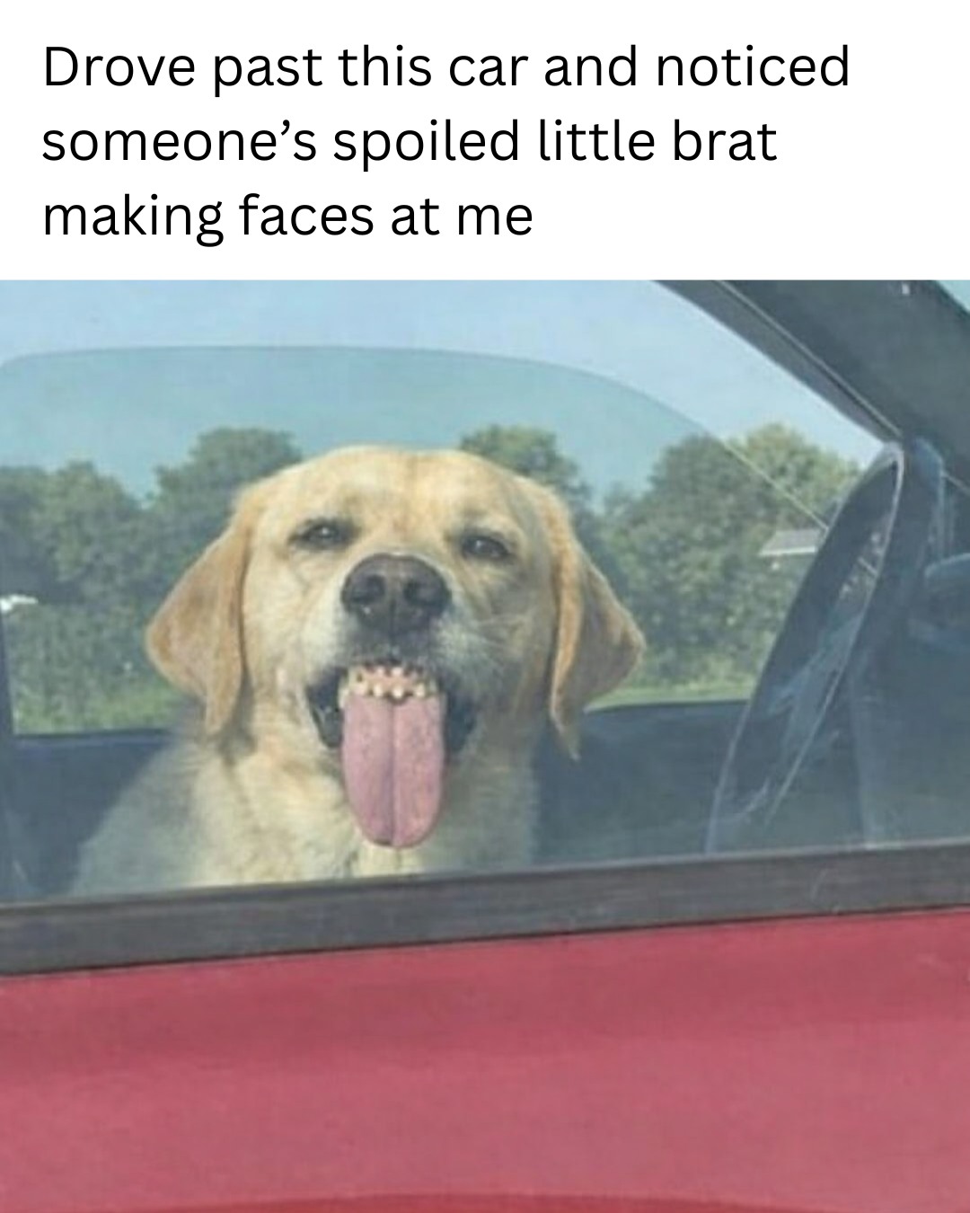 20 Funny Pet Memes That Start Cute and End in Absolute Chaos 5 Drove past his car