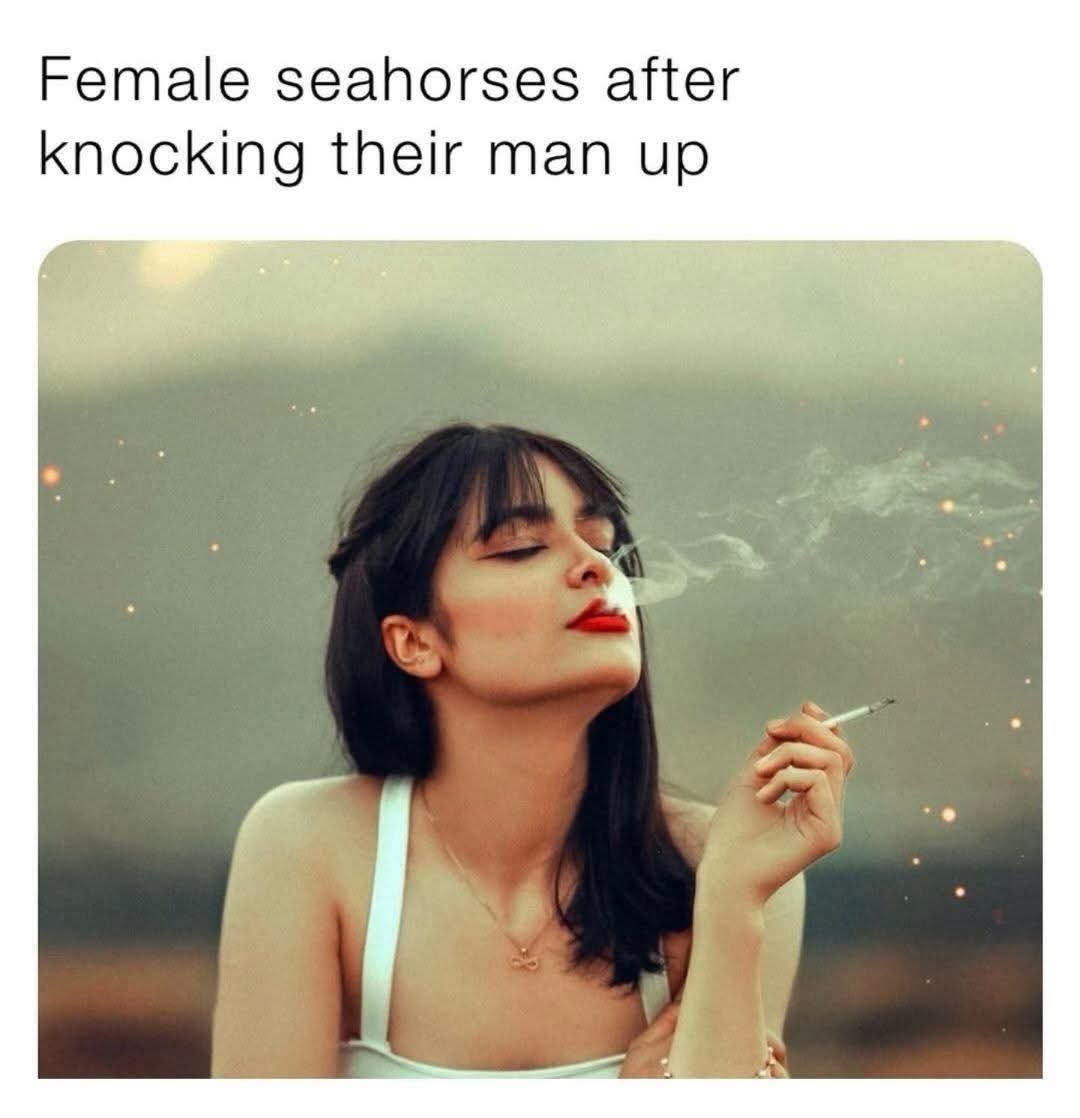20 Memes That Are Weirder Than Your Weirdest Dream 4 Female seahorse