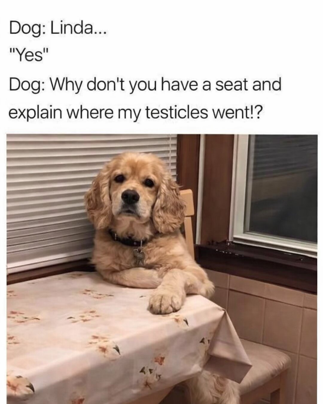 20 Funny Pet Memes That Start Cute and End in Absolute Chaos 6 Have a seat