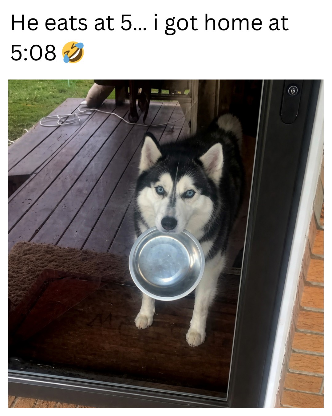 20 Funny Pet Memes That Start Cute and End in Absolute Chaos 7 He eats at 5