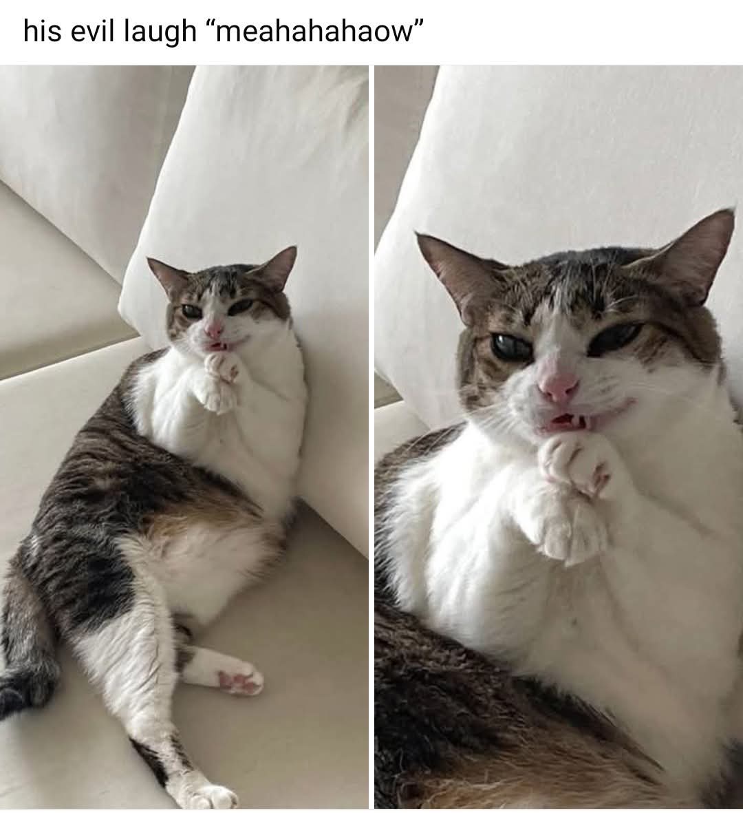 50 Funny Cat Memes That Will Brighten Your Day 49 His evil laugh